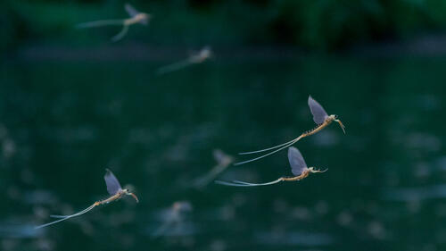 Mayfly close-up